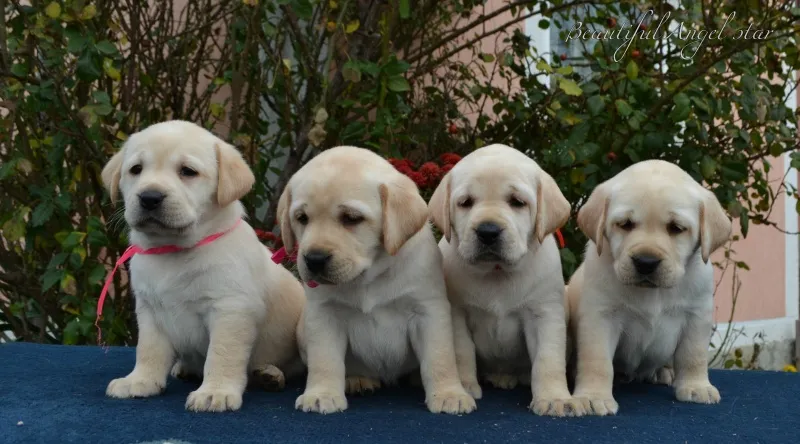 stenci labradora